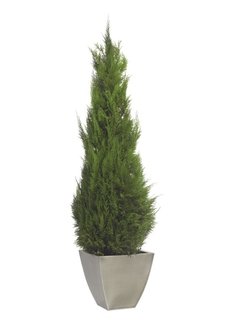 Stardust Conifer