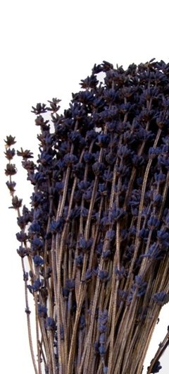 Lavanda - comprar online