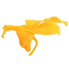 Orquídea Dendrobium (pack 5u) - comprar online