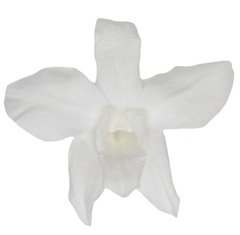 Imagen de Orquídea Dendrobium (pack 5u)