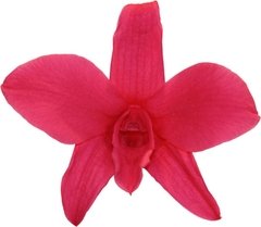 Orquídea Dendrobium (pack 5u) - tienda online
