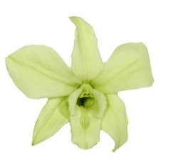 Orquídea Dendrobium (pack 5u) en internet