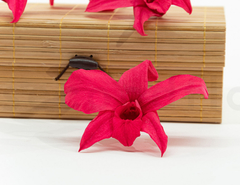 Orquídea Dendrobium (pack 5u) - ALLES GRÜN