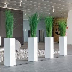 Ginerium plant - comprar online