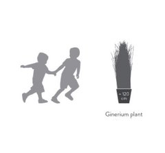 Ginerium plant en internet