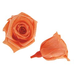 Rosa Baby (pack 15u)