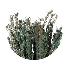 Pubescens - comprar online