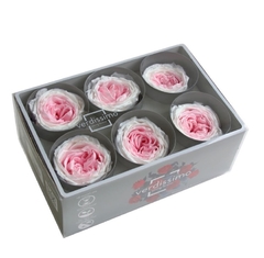 Rosa Jardín Bicolor (pack 6u) - comprar online