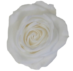 Rosa Short Blanca (pack 8u) en internet
