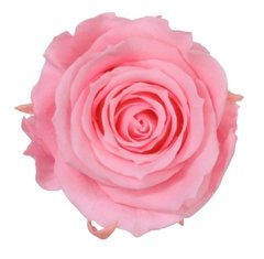 Rosa Estándar Grande (pack 4u)