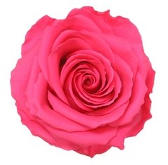 Rosa Estándar Grande (pack 4u) en internet