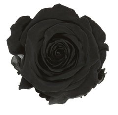 Rosa Estándar - (pack 6u) - tienda online