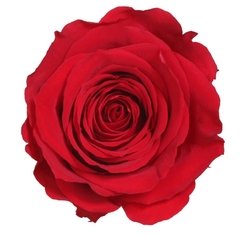Rosa Estándar - (pack 6u) en internet