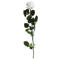 Rosa con Tallo Estándar - comprar online