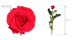 Rosa con Tallo Premium - ALLES GRÜN