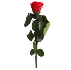 Rosa con Tallo Mini - ALLES GRÜN