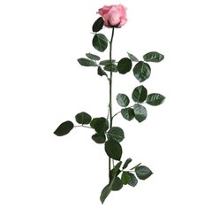 Rosa con Tallo Premium - comprar online