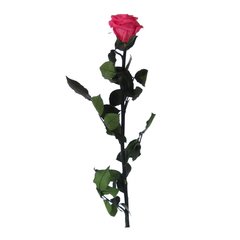 Rosa con Tallo Estándar