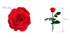 Rosa con Tallo Estándar en internet