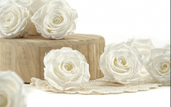 Rosa Short Blanca (pack 8u) - comprar online