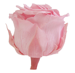 Rosa Estándar Pastel pink