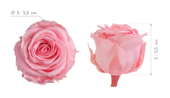Rosa Estándar Pastel pink en internet