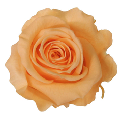Rosa Estándar Durazno - comprar online