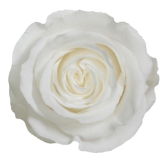 Rosa Estándar Blanca - comprar online