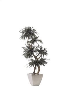 Topiary Parvifolia