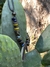 COLLAR DE CERAMICA