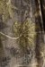 CAMISA ROCHA IMPRESIÓN BOTÁNICA RISINO - comprar online
