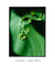 Quadro Decorativo Brotando Verde - Fotografia, Planta, Natureza - comprar online