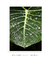 Quadro Decorativo Folha e Água - Fotografia, Natureza, Verde, Gotas na internet