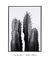 Quadro Decorativo Um Cacto 01 - Fotografia, Natureza, Preto e Branco