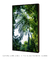 Imagem do Quadro Decorativo Verde Tropical - Árvore, Natureza, Flora, Fotografia
