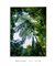Quadro Decorativo Verde Tropical - Árvore, Natureza, Flora, Fotografia - loja online