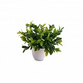 Planta Jazmin Orange Verde - Comprar en Orlando Deco