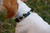 Collar para perros Velázquez - Bianchi Cueros Argentinos