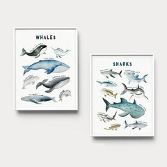 Ballenas - Puerta del Sol TALLER