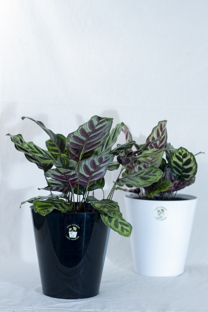 Calathea Makoyana en maceta Ta Plastic - Viverarte