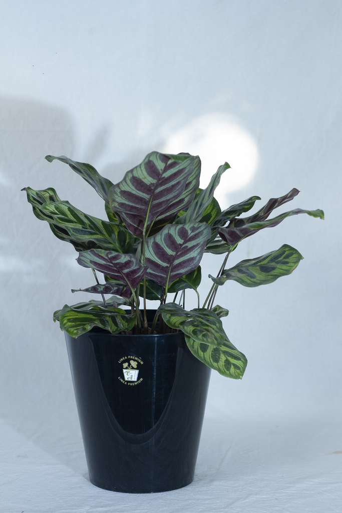 Calathea Makoyana en maceta Ta Plastic - Viverarte