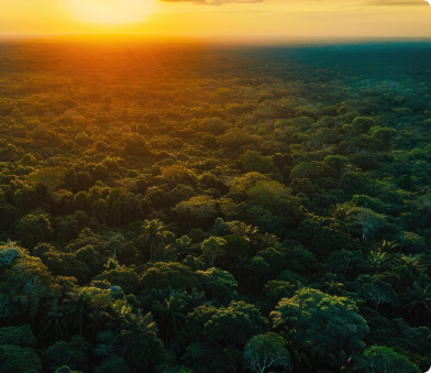 Amazônia Floresta