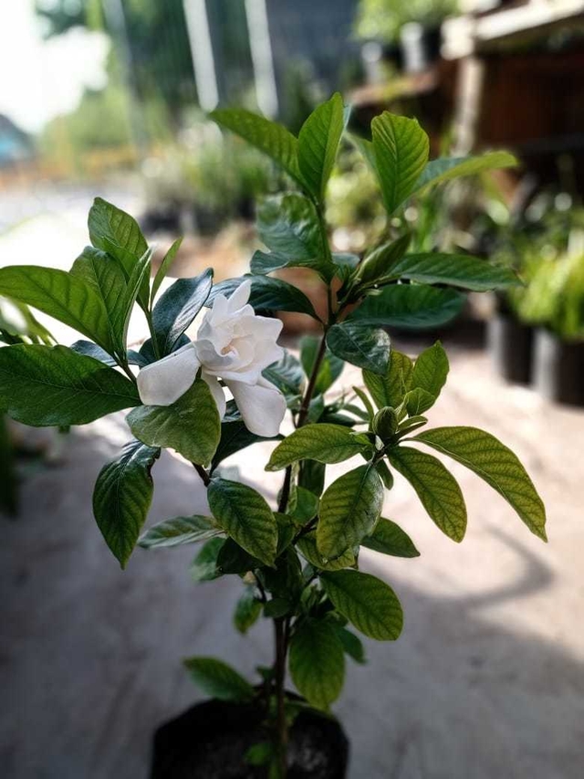 Jazmín del Cabo injertado - Di Fiore Plantas