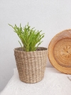 Set Canastos/Maceteros Seagrass
