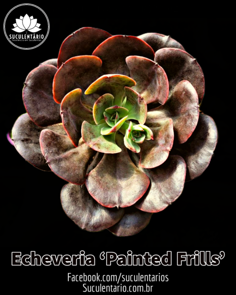 Echeveria 'Painted Frills' - POTE 09