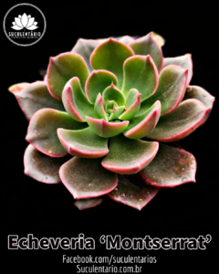 Echeveria ‘Montserrat’ POTE 09