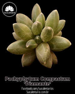 Pachyphytum Compactum 'Diamante' - POTE 09