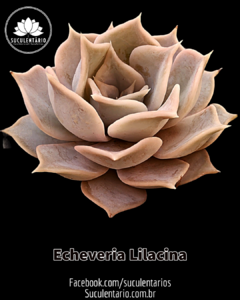 Echeveria 'Lilacina' POTE 09