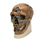 Crânio antropológico – Homo Neanderthalensis