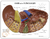 Fígado com Patologias - comprar online